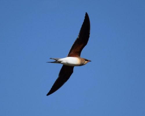 Tú eres el aire que a mí me lleva