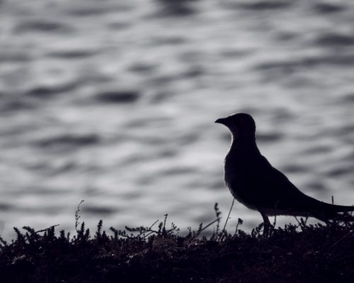 Canastera común en la marisma de Barbate