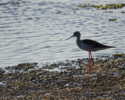 Cigüeñuela en la marisma de Barbate