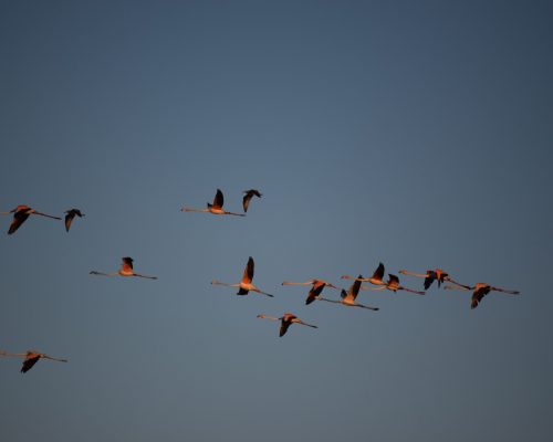 Flamencos en la marisma de Barbate