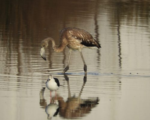 Flamenco joven en la marisma de Barbate