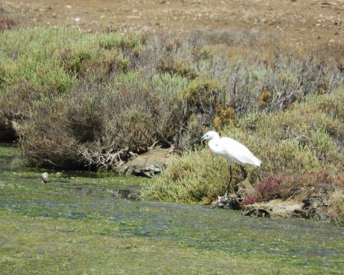 Garceta común en la marisma de Barbate