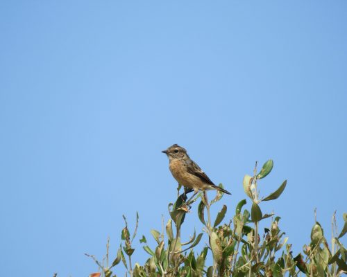 Tarabilla común hembra en la marisma de Barbate
