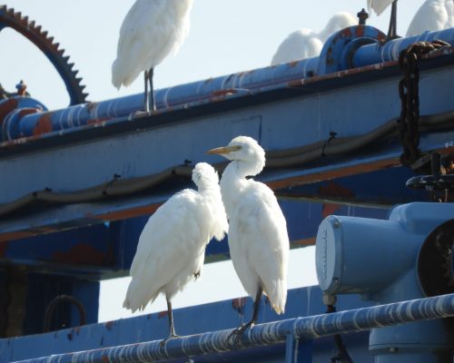 Garcilla bueyera en la antigua Laguna de La Janda