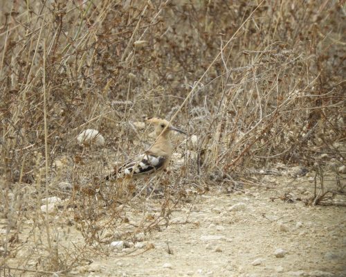Abubilla en la antigua laguna de La Janda