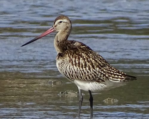 Aguja colipinta en Galicia