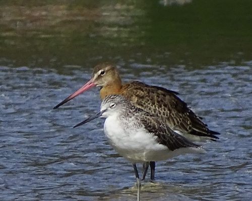 Aguja colinegra y archibebe claro en Galicia