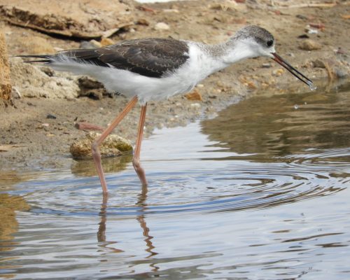 Cigüeñuela en la marisma de Barbate