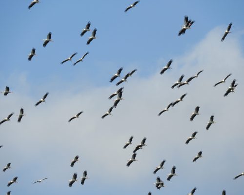 Cigüeñas en la antigua laguna de La Janda