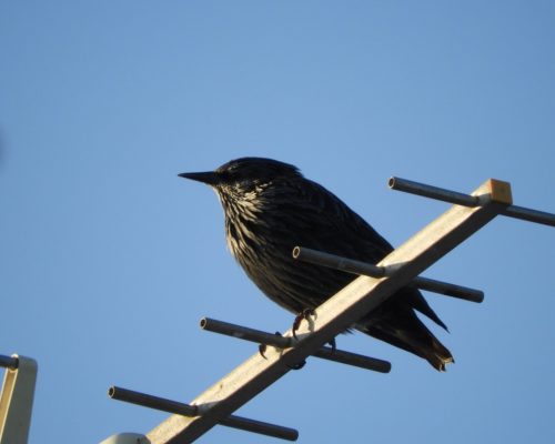 Estornino en Vejer de la Fra.