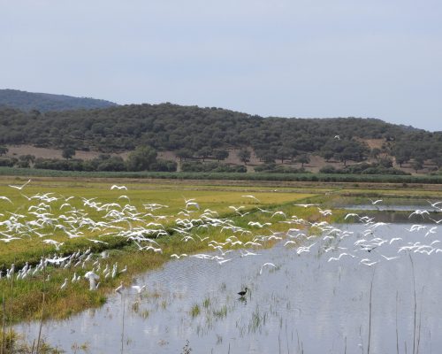 Concentración de garcetas en la antigua laguna de La Janda