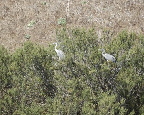 Garzas reales en la antigua Laguna de La Janda