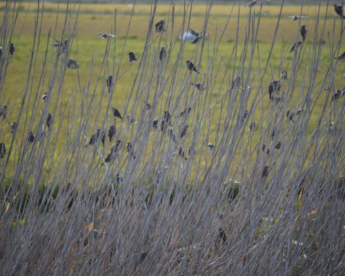 Bandada de gorriones en la antigua Laguna de La Janda