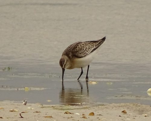 Correlimos zarapatín en Galicia