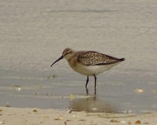 Correlimos zarapatín en Galicia