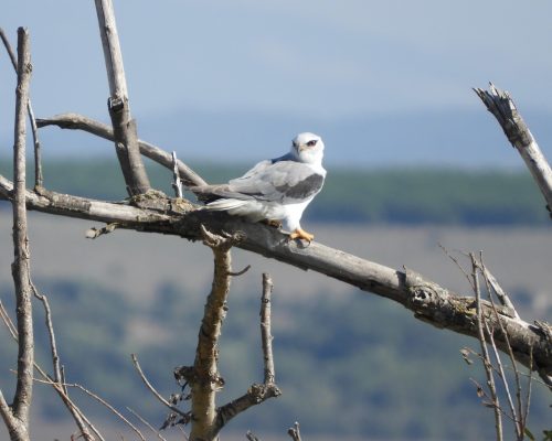 Elanio común en la antigua laguna de La Janda