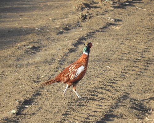 Faisán en la antigua Laguna de La Janda