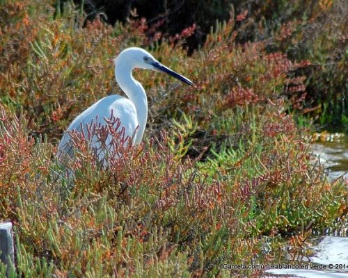 Garceta común en Los Toruños