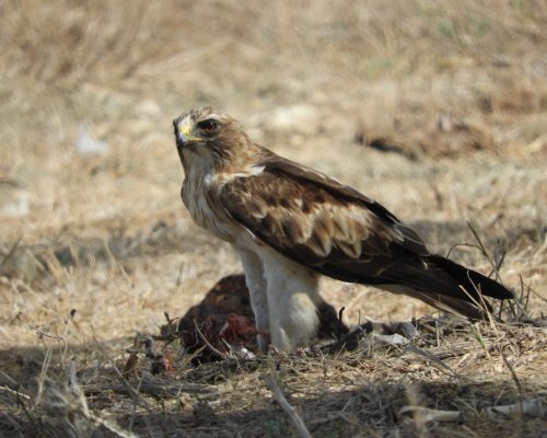 Saturno devorando a su hijo