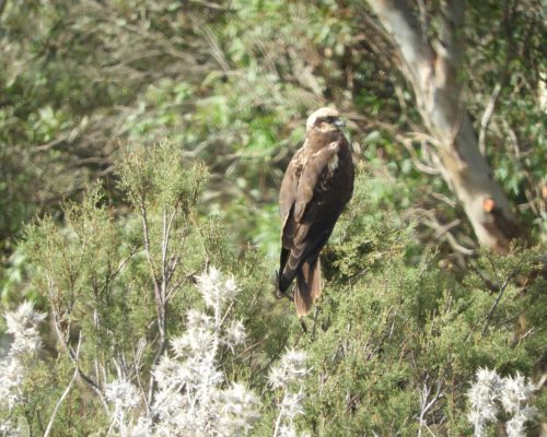 Aguilucho lagunero en la antigua laguna de La Janda