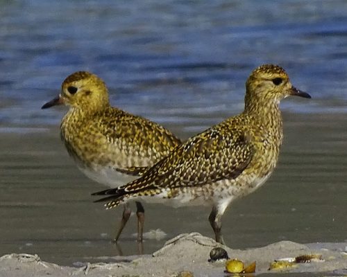 Chorlito dorado europeo en Galicia