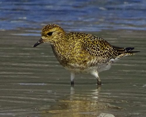 Chorlito dorado europeo en Galicia