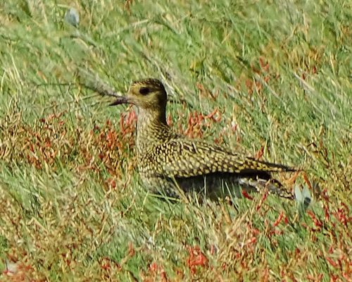 Chorlito dorado europeo en Galicia