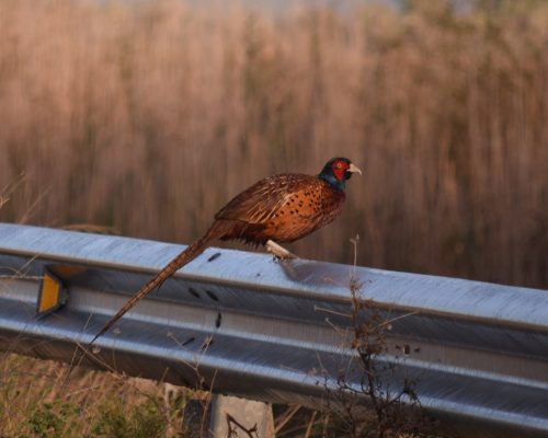 Faisán en la antigua Laguna de La Janda
