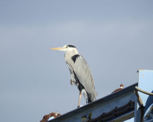 Garza real en la antigua laguna de La janda