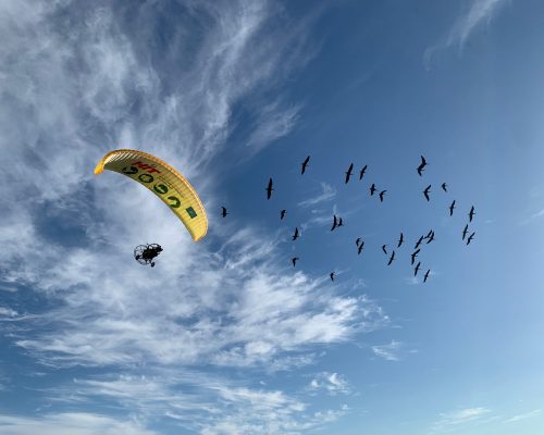 Llegada a San Ambrosio (Barbate) de 35 polluelos de ibis eremita procedentes de Austria guiados por un ultraligero