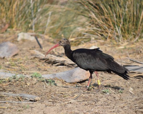 Ibis eremita en la marisma de Barbate