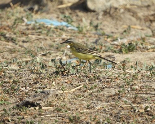 Lavandera boyera en la marisma de Barbate