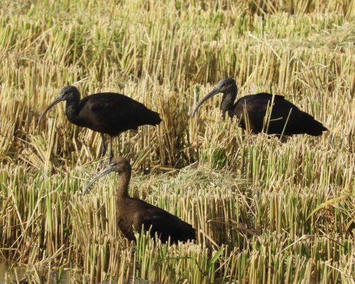 Moritos en la antigua Laguna de La Janda