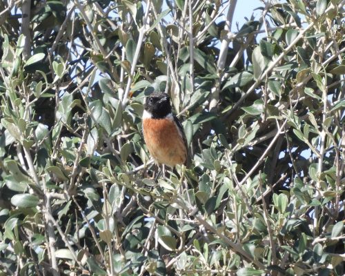 Tarabilla común macho en la marisma de Barbate