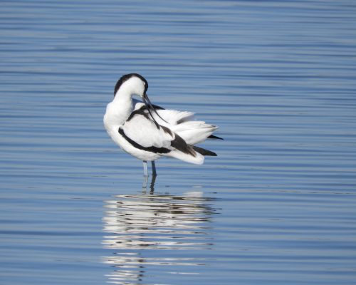 Avoceta en la marisma de Barbate