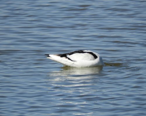 Avoceta en la marisma de Barbate