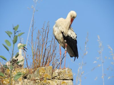 Uma cegonha preta