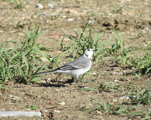 Lavandera blanca en la marisma de Barbate