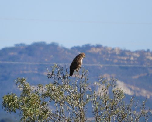 Busardo ratonero en la antigua laguna de La Janda