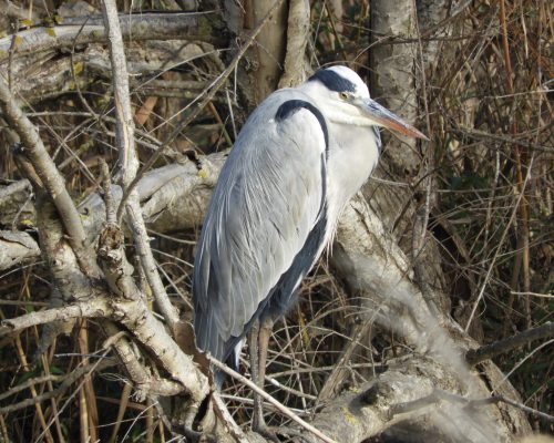 Garza real en la antigua laguna de La janda