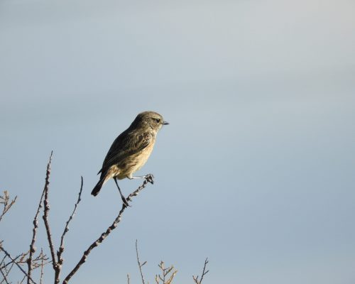 Tarabilla hembra en la antigua laguna de La Janda
