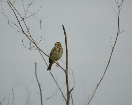 Escribano triguero en la antigua laguna de La Janda
