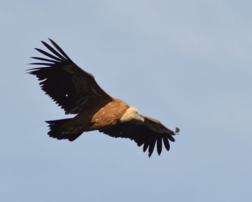 Buitre Leonado en la Sierra del Pinar