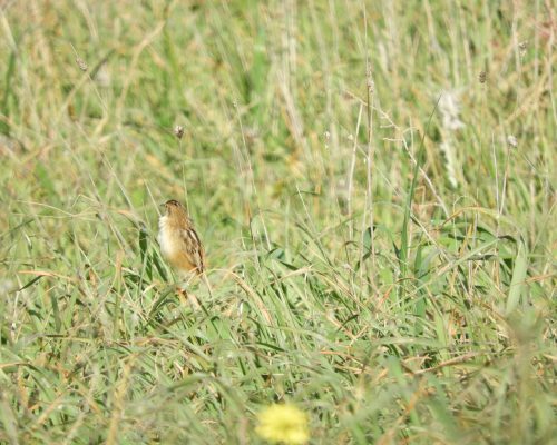 Buitrón en la antigua laguna de la Janda