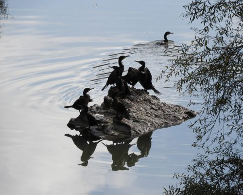 Cormoranes en La Barca de Vejer de la Fra.