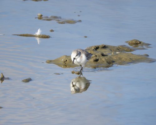 Correlimos tridáctilo en la marisma de Barbate