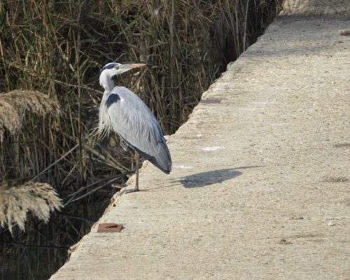Garza real en la antigua laguna de La Janda