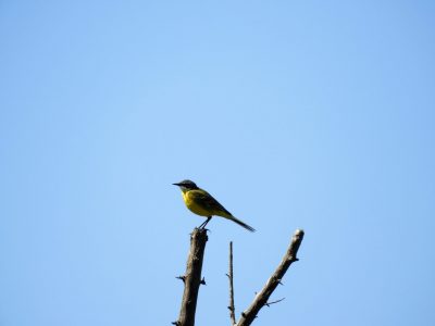 El vuelo de la lavandera