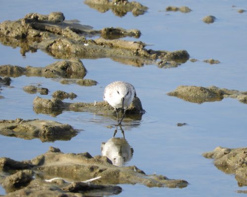 Correlimos tridáctilo en la marisma de Barbate