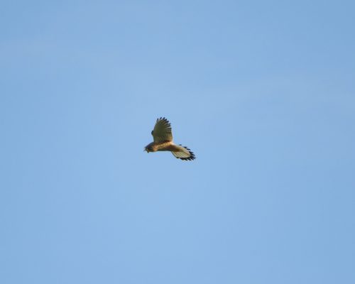 Cernícalo en la antigua laguna de La Janda